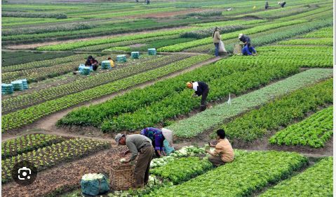 Mobilizing resources, innovation, and collaboration for Agriculture in Africa